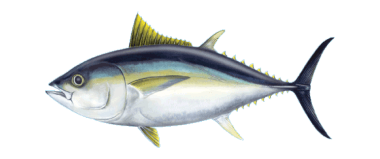 Bigeye Tuna