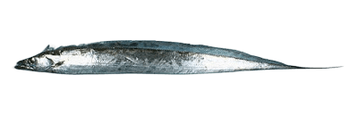 Ribbonfish