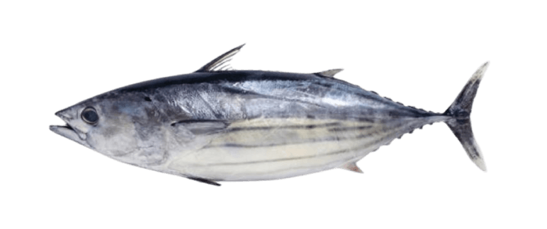 Skipjack Tuna