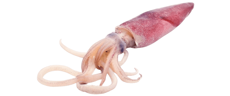 Squid