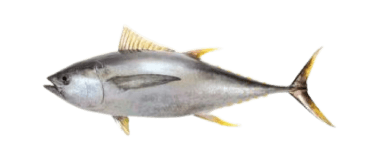 Tuna