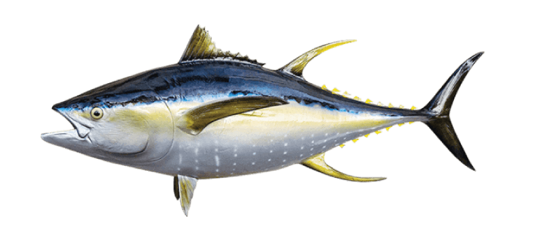 Yellowfin Tuna